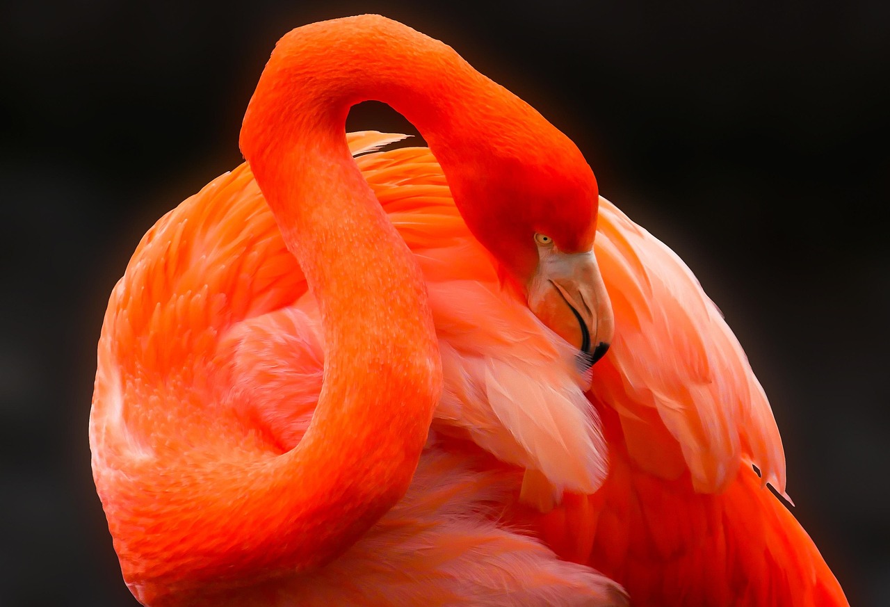 Animal, bird, flamingo — Advanced 2GIG Alarm Monitoring for Secure Spaces