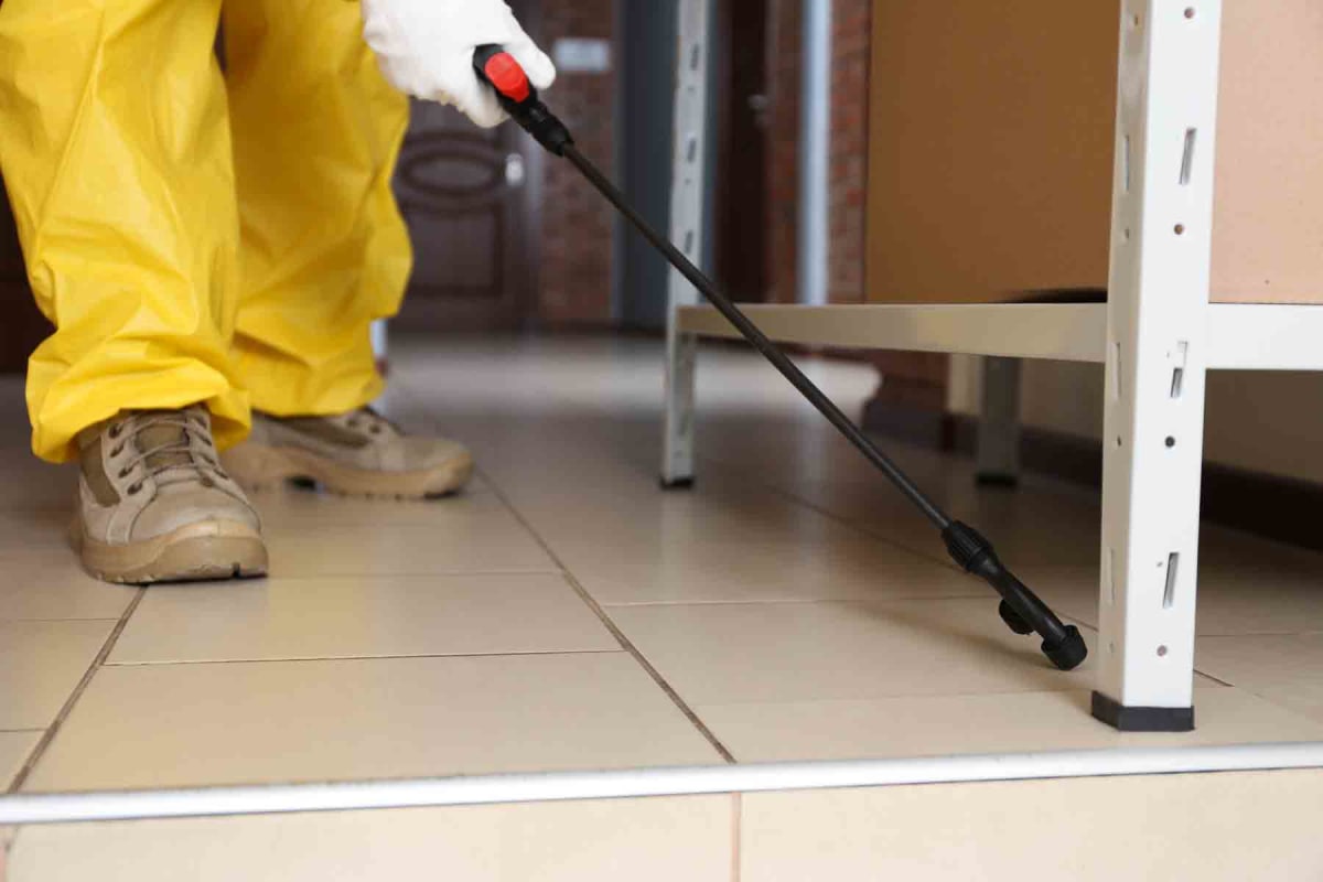 How the Best Pest Control Company Serves Frisco with Year-Round Pest Protection